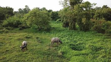 Buffaloes grazing grass at field video