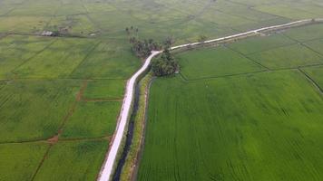 Aerial view green paddy field video