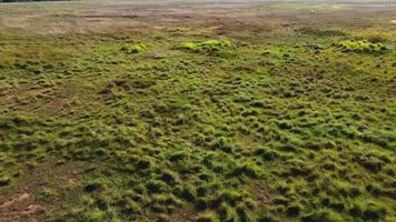 drone vue herbe verte video