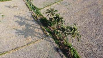 Aerial view coconut in row video