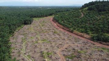 vista de dron muerta palmera de aceite cortada video