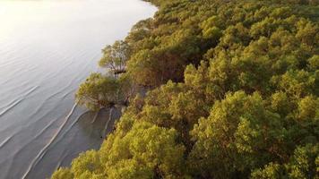 Aerial fly over mangrove trees in late evening video