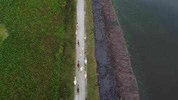 les vaches marchent sur le chemin rural à l'eco meadow video