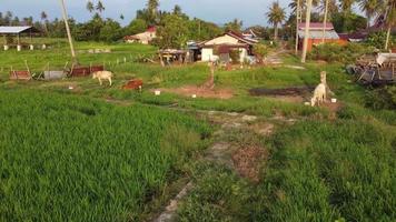 Vaches qui paissent de l'herbe à la plantation de maisons rurales video