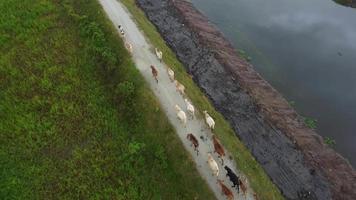 Drone view follow cows walk