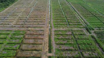 luchtfoto het land wordt gebruikt voor oliepalmplantages. video