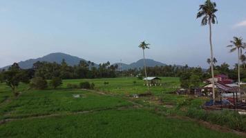 Green pasture farmland at Asia video