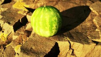 baya de fruta de sandía en piedras rocosas video