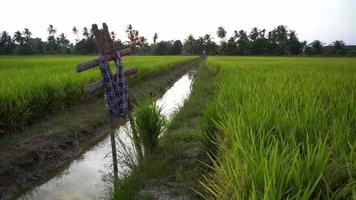 Hashtag symbol at rice paddy video