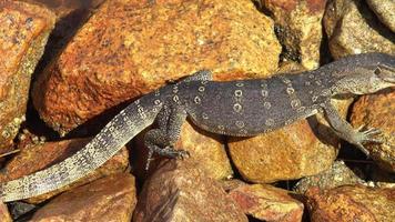 Monitor lizard crawl at rock