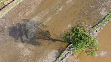 olhar aéreo para baixo das árvores sob o dia quente e ensolarado video