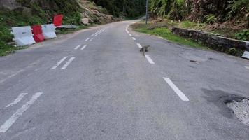 Drive at asphalt road and follow the monitor lizard. video