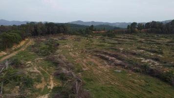 Drohnenansicht trockener toter Baum ist klar video
