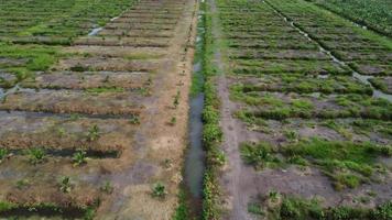 volar sobre una palmera de aceite joven plantada video