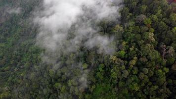 Bird eye view look down rainforest in morning video