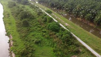 luchtfoto witte zilverreiger vogels vliegen video