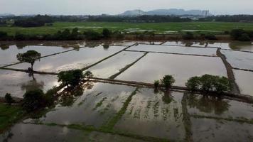 Reflection of cultivation season paddy field video