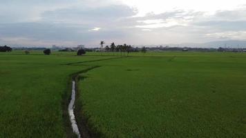Move in paddy field in overcast video