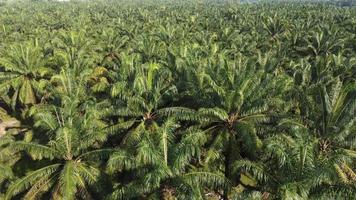 Drone view look down oil palm video