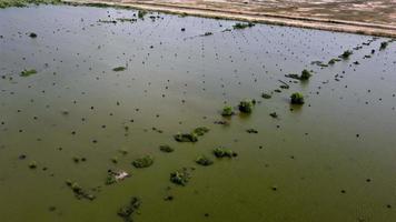 Aerial fly over flooded dead mangrove tree video