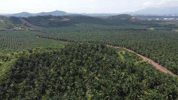 Aerial view oil palm estate in hot day video