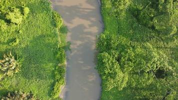 Aerial view river near the green tree video