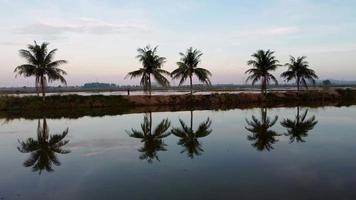 People run at rural path reflection of coconut tree video