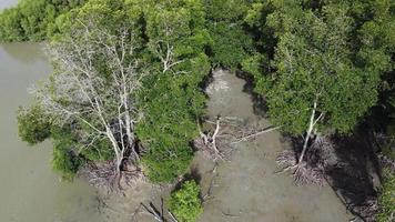 kale mangroveboom luchtfoto video