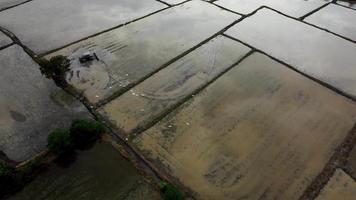 zilverreigers vogel vliegen in boerderij reflectie video