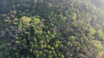 Aerial rotate look down green forest video