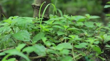 Fern leaves rippling under the light breeze in the forest on a hot summer day. Nature green background. video