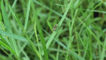 vue sur l'herbe sauvage à l'état sauvage qui est très verte. fond vert. vue de dessus d'herbe naturelle avec des sauterelles. animal sur la feuille. video