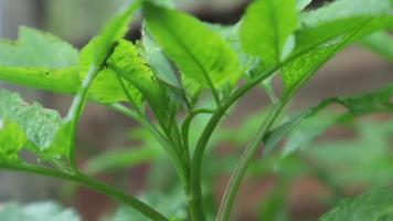 Raindrops flow down the leaf of the plant. Green leaf with drops. video