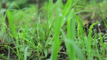 caminando por la pradera con rocío de agua en primer plano bokeh. prado de follaje exuberante. video