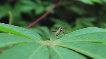 Blick auf wildes Gras in freier Wildbahn, das sehr grün ist. grüner Hintergrund. Draufsicht auf Naturrasen mit Heuschrecken. Tier auf dem Blatt. video