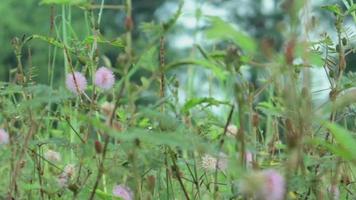 wandelen door weide met waterdauw op de voorgrond bokeh. weelderige gebladerte weide. video