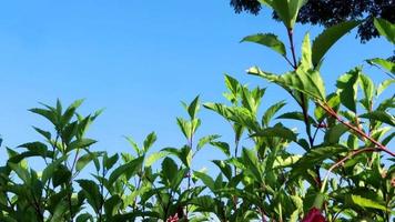 Green grass field, tree branches leaves, blue sky. Scenic view through branches of trees with green foliage on clear blue sky sunny summer day. video