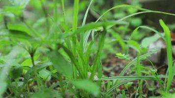 vue sur l'herbe sauvage à l'état sauvage qui est très verte. fond vert. vue de dessus d'herbe naturelle avec des sauterelles. animal sur la feuille. video