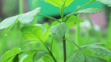 Regentropfen fließen über das Blatt der Pflanze. grünes Blatt mit Tropfen. video