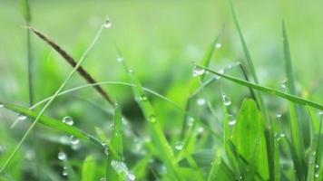 Walking through meadow with water dew in foreground bokeh. Lush foliage meadow. video