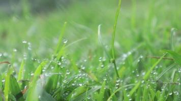 wandelen door weide met waterdauw op de voorgrond bokeh. weelderige gebladerte weide. video