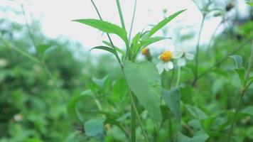 Farnblätter, die an einem heißen Sommertag unter der leichten Brise im Wald plätschern. Natur grüner Hintergrund. video