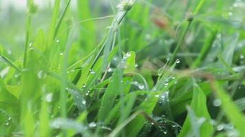 wandelen door weide met waterdauw op de voorgrond bokeh. weelderige gebladerte weide. video