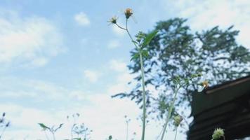 groen grasveld, takken bladeren, blauwe lucht. schilderachtig uitzicht door takken van bomen met groen gebladerte op heldere blauwe hemel zonnige zomerdag. video