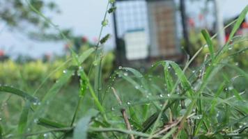 wandelen door weide met waterdauw op de voorgrond bokeh. weelderige gebladerte weide. video