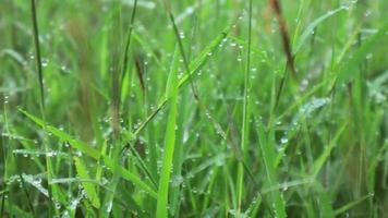 wandelen door weide met waterdauw op de voorgrond bokeh. weelderige gebladerte weide. video