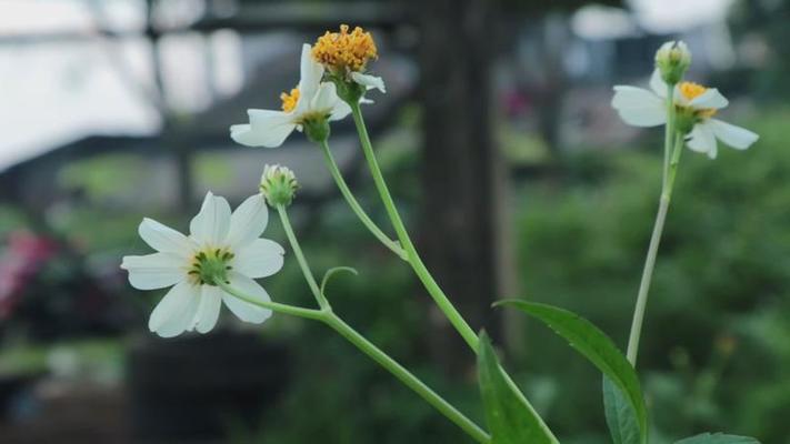 蚱蜢影片