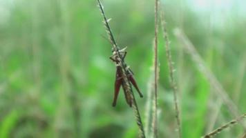 utsikt över vilda gräs i det vilda som är mycket grönt. grön bakgrund. ovanifrån av naturligt gräs med gräshoppor. djur på bladet. video