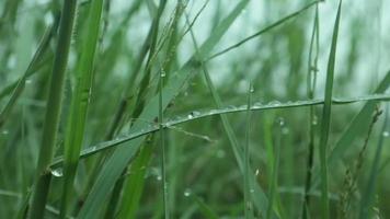 wandelen door weide met waterdauw op de voorgrond bokeh. weelderige gebladerte weide. video