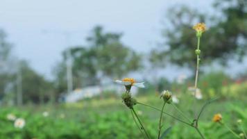 View of wild grass in the wild which is very green. green background. top view of natural grass with grasshoppers. animal on the leaf. video